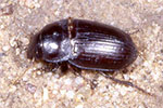 Harpalus Ground Beetle